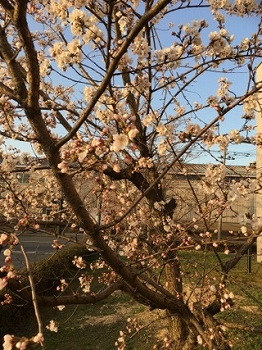 桜咲きました！