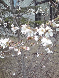 グラスガーデンの桜も咲きました。